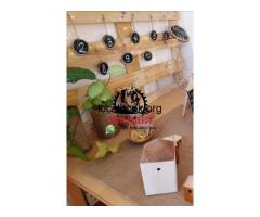 Dubai 0555450341 pallet wooden